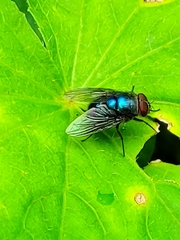 Chrysomya megacephala