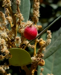 Dryocosmus castanopsidis