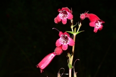 Penstemon roseus