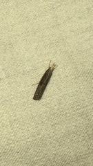 Parapediasia teterrellus