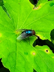 Chrysomya megacephala