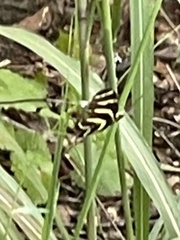 Heliconius charithonia