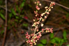 Rumex acetosella