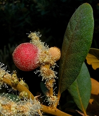 Dryocosmus castanopsidis