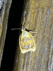 Acleris curvalana