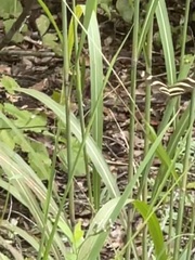 Heliconius charithonia