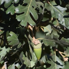 Quercus lobata