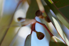 Eucalypteae