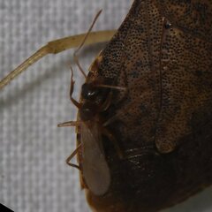 Nylanderia