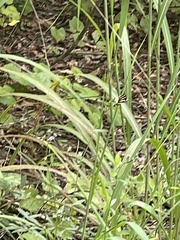 Heliconius charithonia