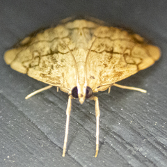 Evergestis pallidata