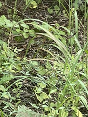 Heliconius charithonia