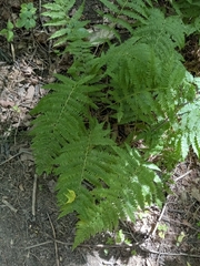 Athyrium