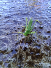 Meconema thalassinum