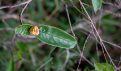 Annonaceae