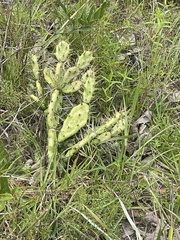 Opuntia drummondii