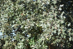 Quercus lobata