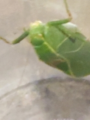 Microcentrum retinerve