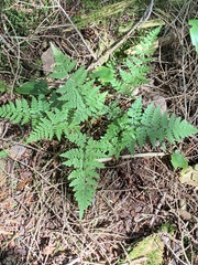 Cystopteris fragilis