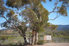Eucalypteae