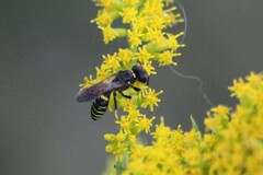 Philanthus solivagus