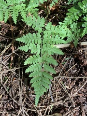 Cystopteris fragilis