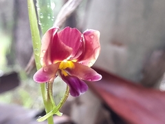 Diuris longifolia