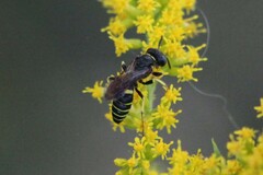 Philanthus solivagus