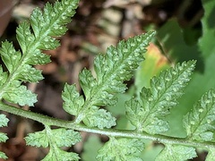 Cystopteris fragilis