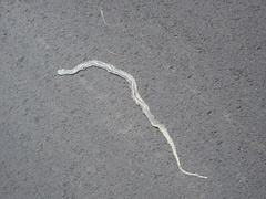 Orientocoluber spinalis