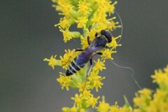 Philanthus solivagus
