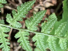 Cystopteris fragilis