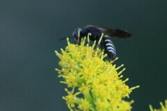 Philanthus solivagus