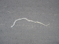 Orientocoluber spinalis