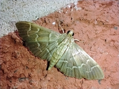 Pilocrocis ramentalis