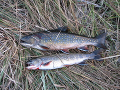 Salvelinus fontinalis