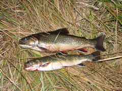 Salvelinus fontinalis