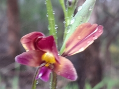 Diuris longifolia