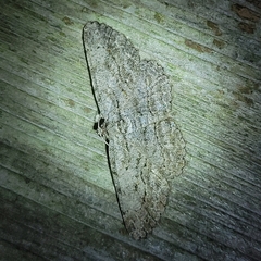 Anavitrinella pampinaria