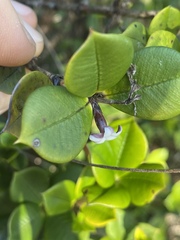 Alyxia orophila