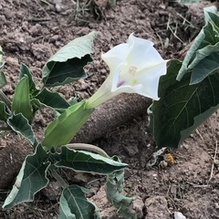 Datura discolor