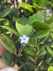 Alyxia orophila