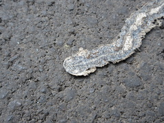 Orientocoluber spinalis