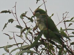 Myiopsitta monachus