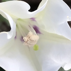 Datura discolor