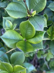 Alyxia orophila