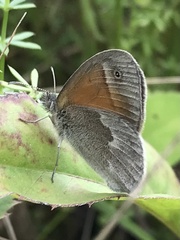 Coenonympha california