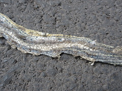 Orientocoluber spinalis