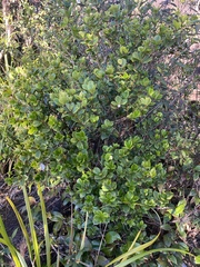 Alyxia orophila