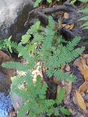 Adiantum aleuticum